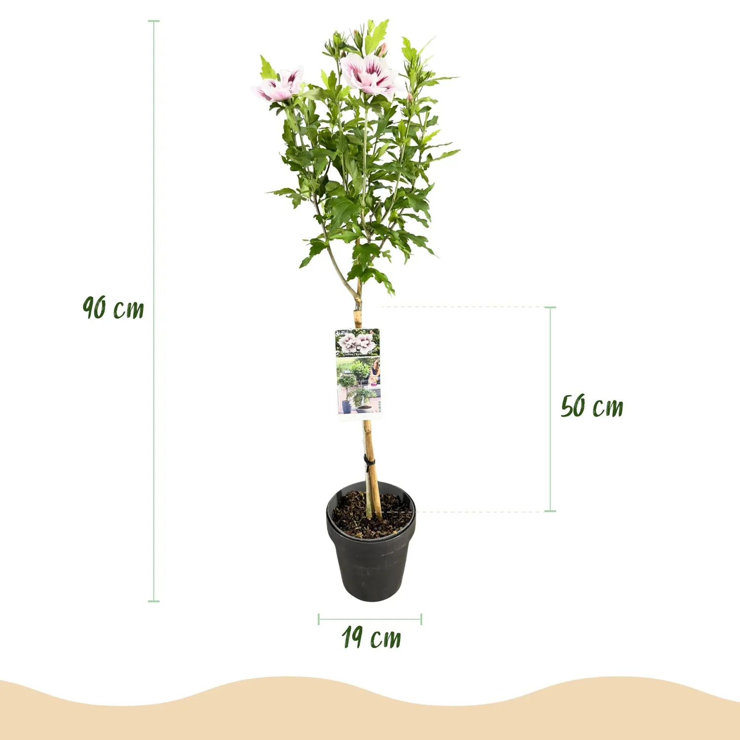Plant and Stories Hibiscus Starburst Chiffon arbuste 90 cm