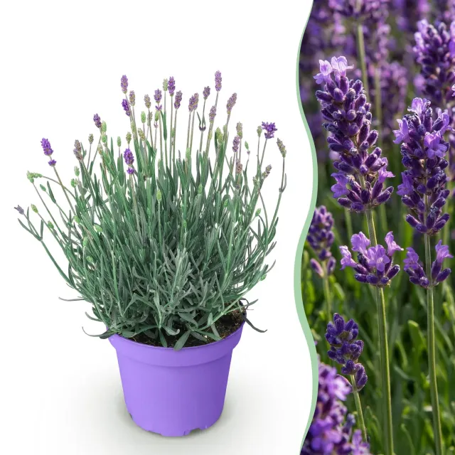 Plant and Stories Lavandula Munstead lavande 1 plant parfumée