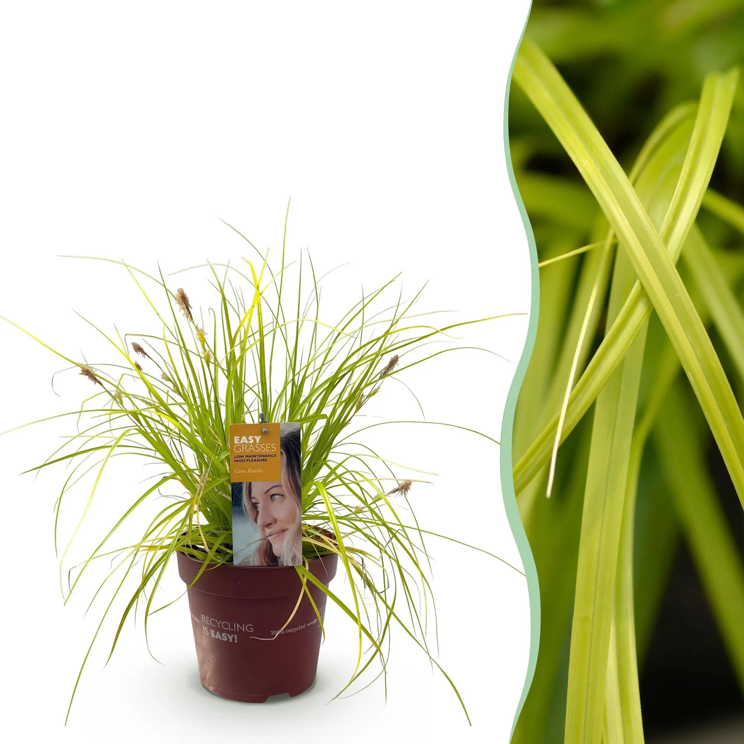 Plant and Stories Laîche Everillo Carex graminée pot 17 cm dorée