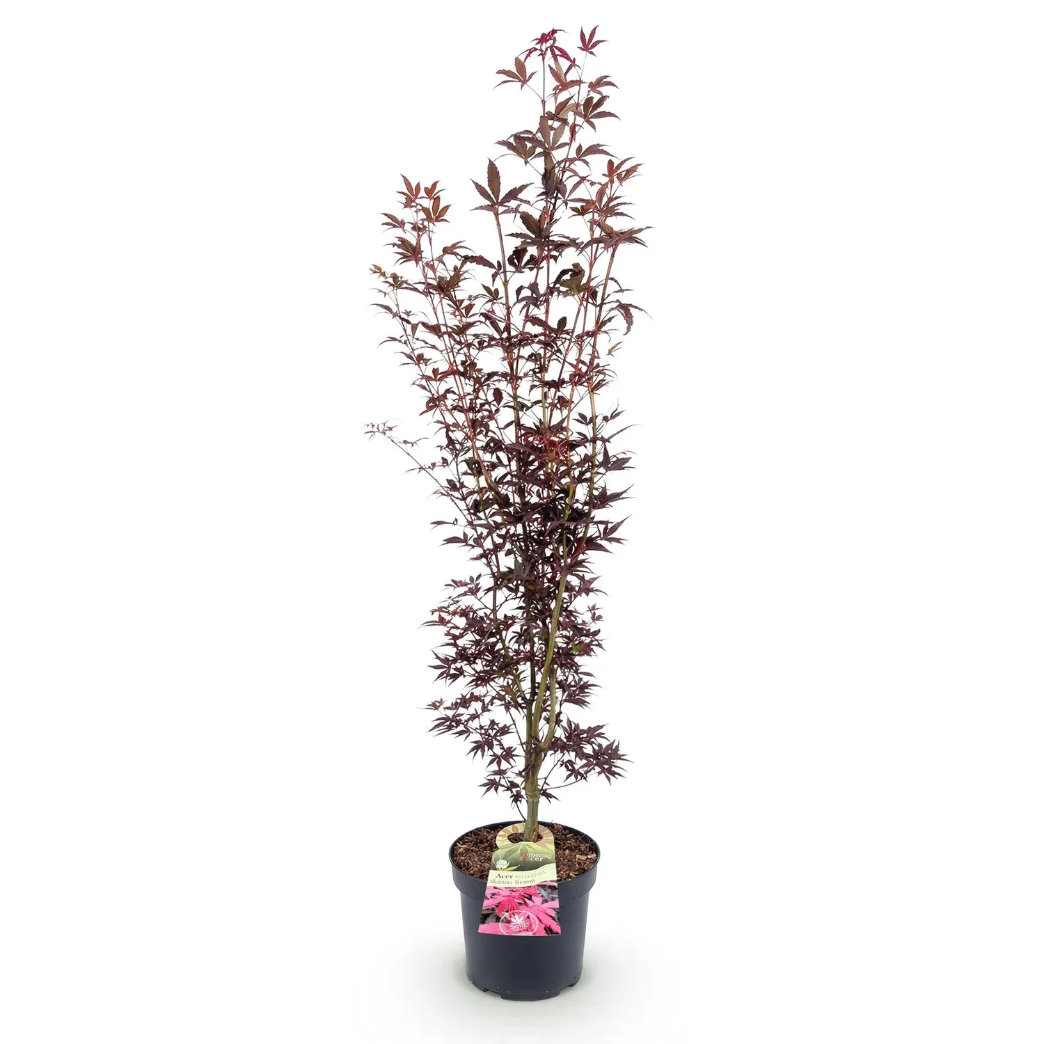 Plant and Stories Atropurpureum érable Japon pot 26 cm pourpre