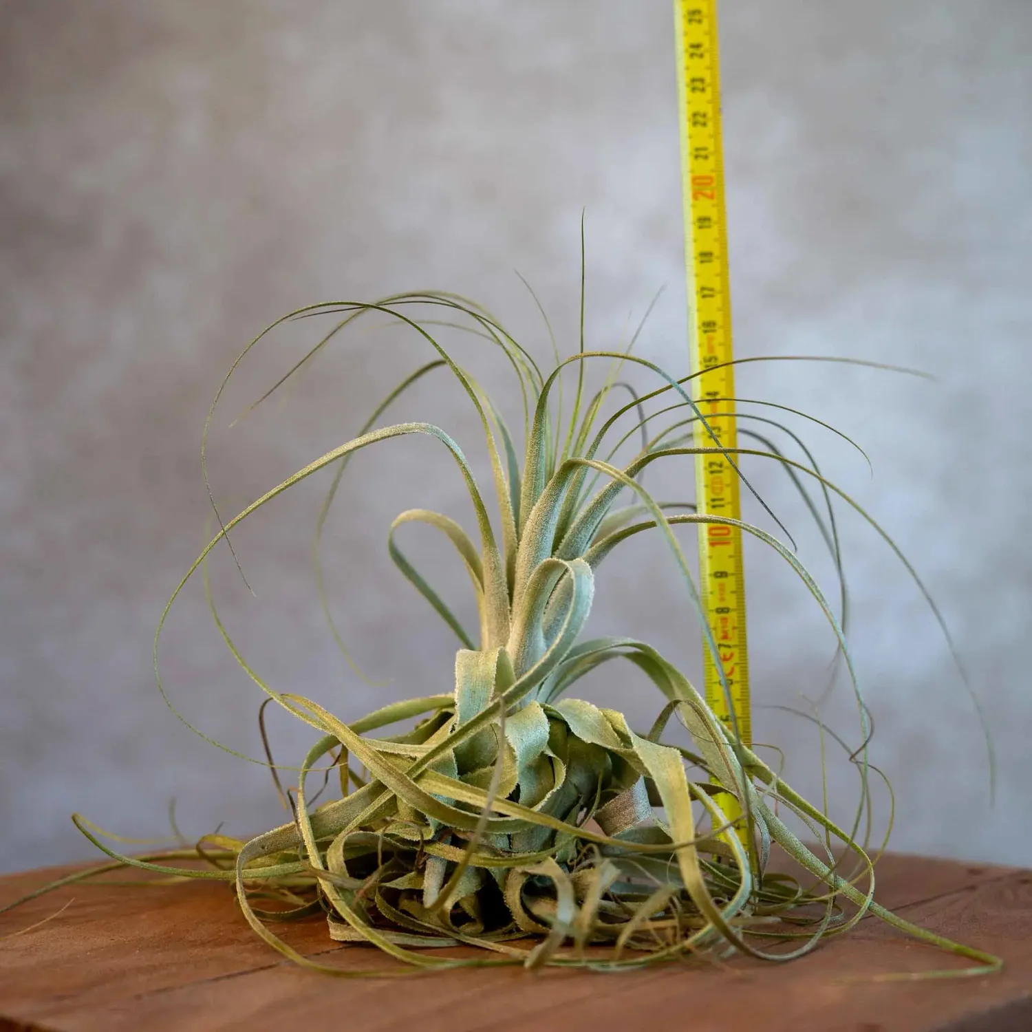 Airplantshop Tillandsia Gardneri plante aérienne feuilles recourbées