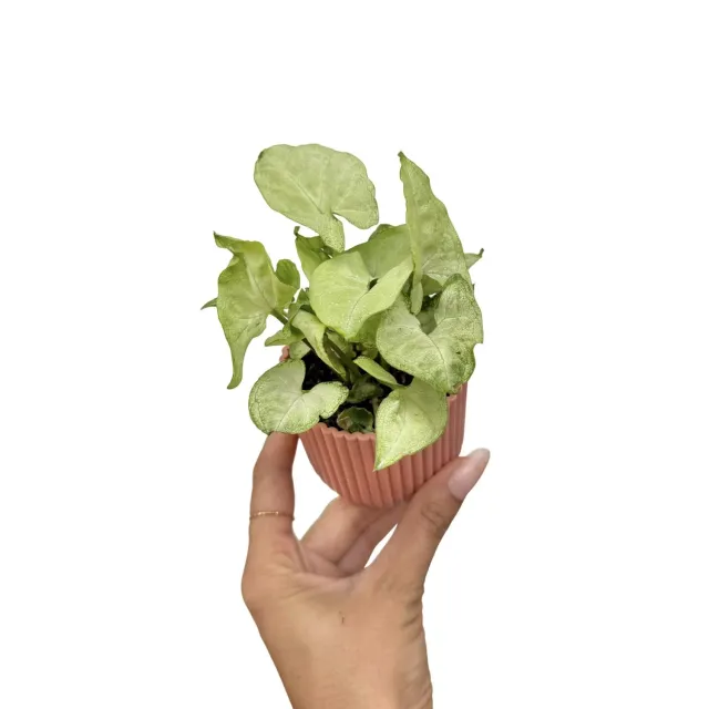 Plant and Stories Syngonium White Butterfly plante pot 6cm