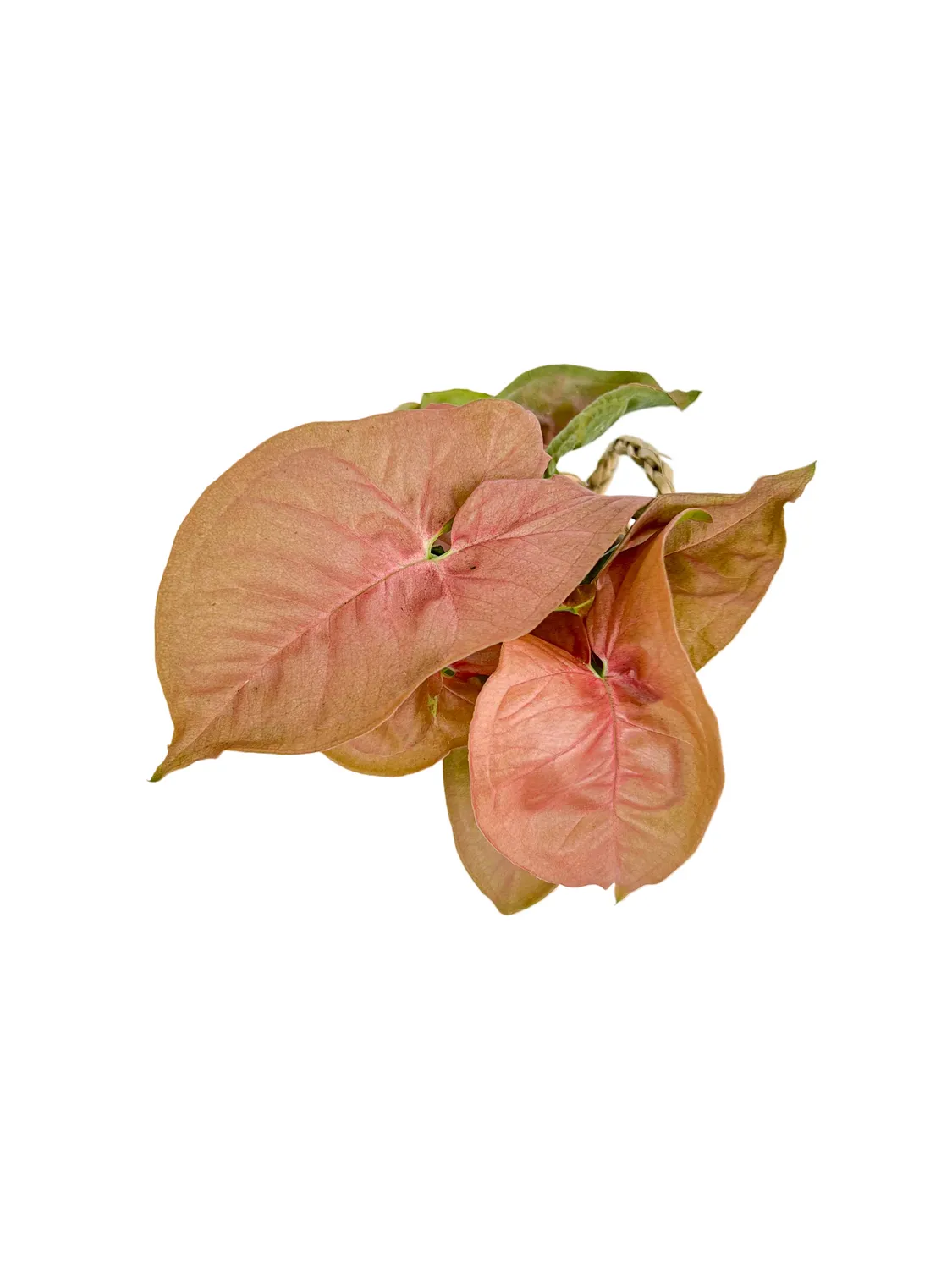 Plant and Stories Syngonium Neon Robusta plante rose osier