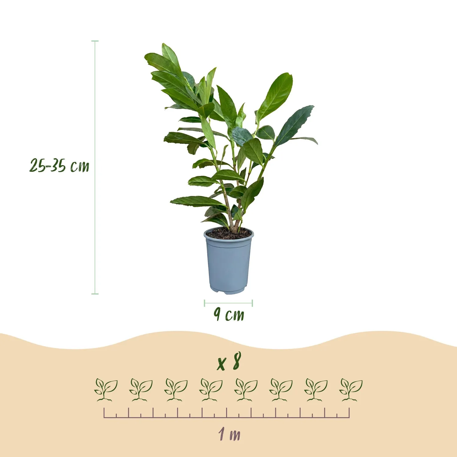 Plant and Stories Laurier Caucasica haie 8 plants persistant