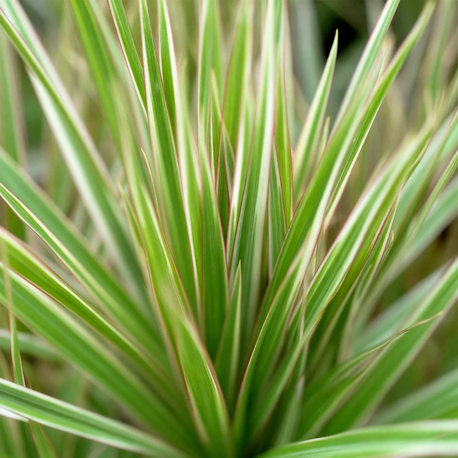 Plant and Stories dracaena Marginata Bicolor plante lot 2