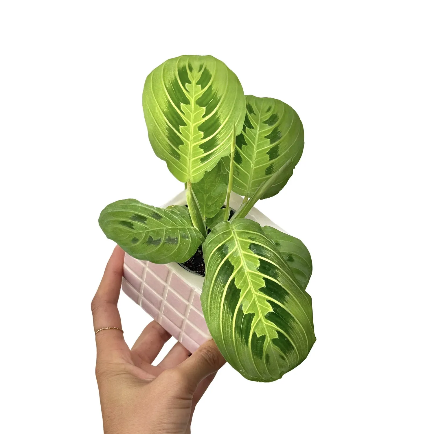 Plant and Stories Lemon Lime maranta citron pot 6 cm