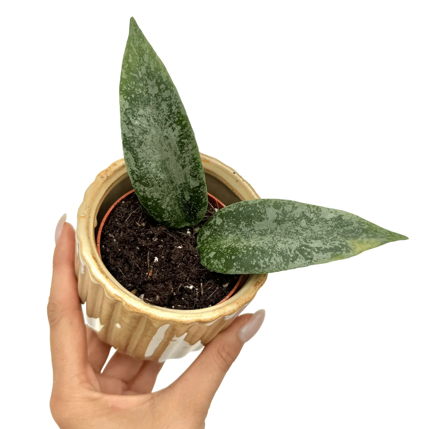 Plant and Stories Hoya Caudata flagellata Silver plante pot 7cm velours