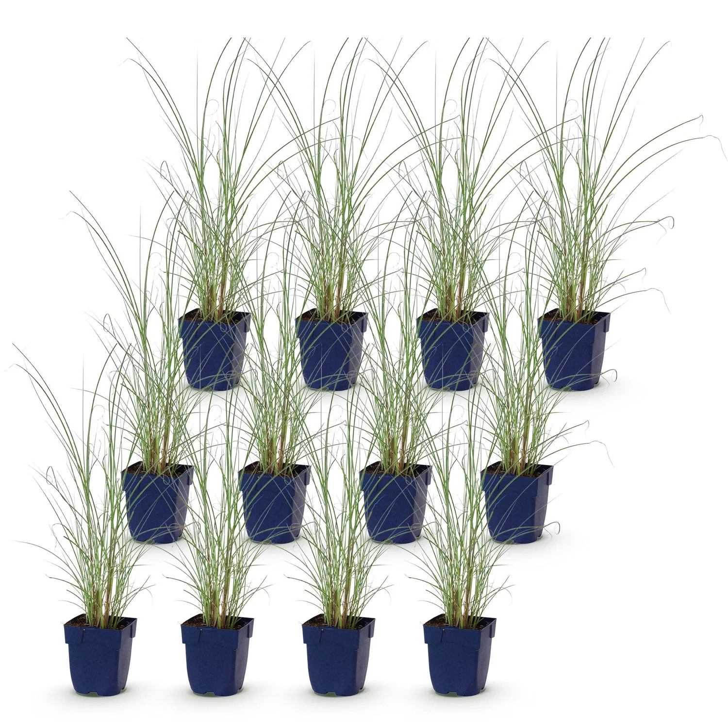 Plant and Stories Miscanthus Morning Light graminée 6 plants pot 11 cm