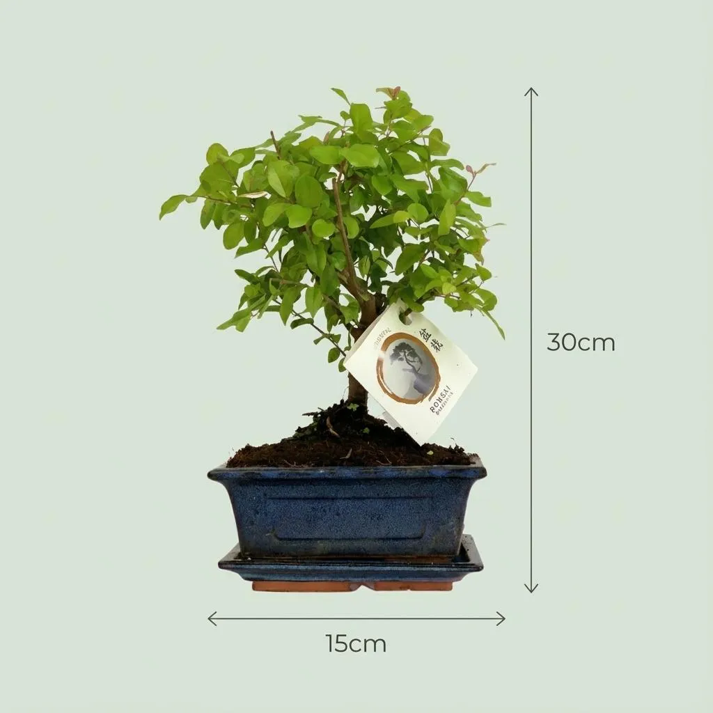 Plant and Stories Bonsaï Boule plante d'intérieur 25-30 cm céramique