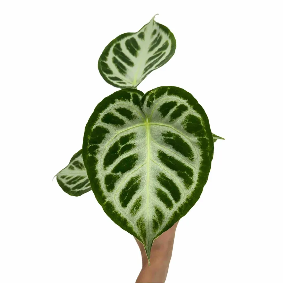 Plant and Stories Silver Blush anthurium pot 6 cm nacré