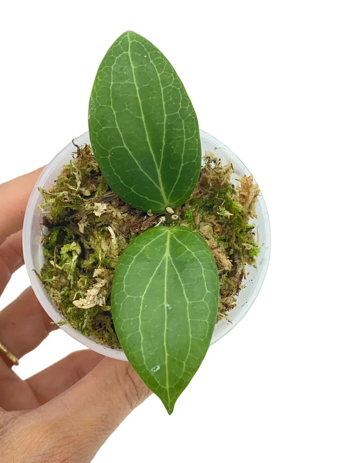 Plant and Stories Hoya Fitchii plante pot 6cm argentée