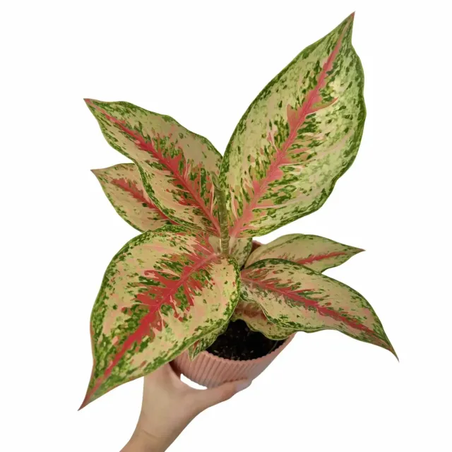 Plant and Stories Aglaonema Painted Celebration plante pot 12cm rose