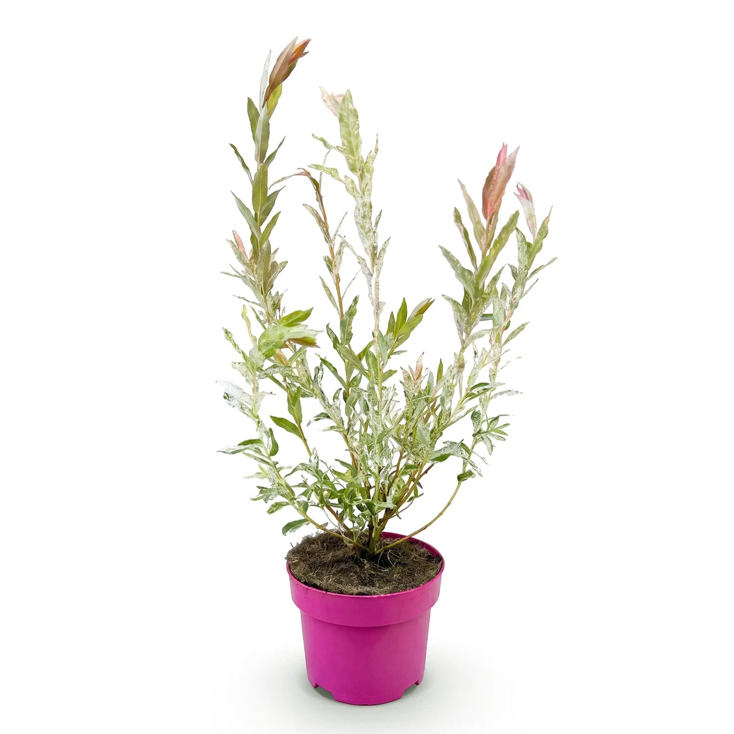 Plant and Stories Saule crevette Flamingo arbuste pot 17 cm panaché