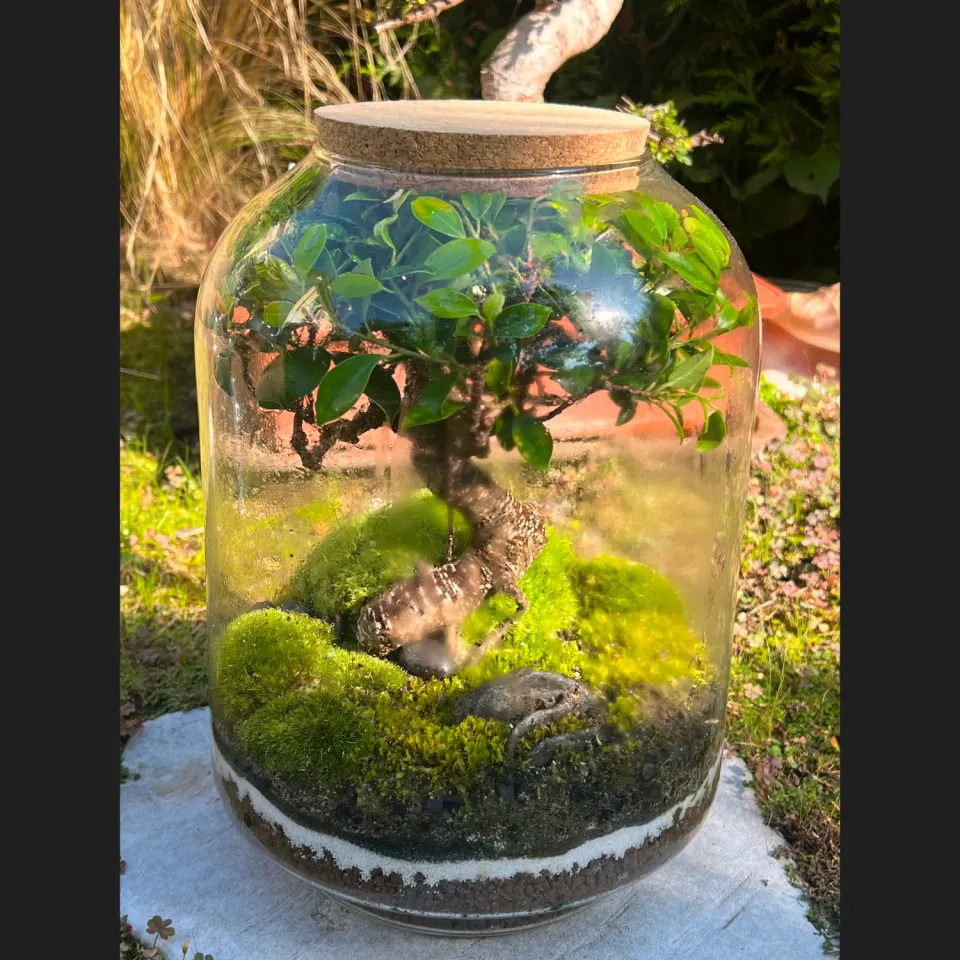 Oh My Green Ficus Retusa kokedama taille XL entretien facile