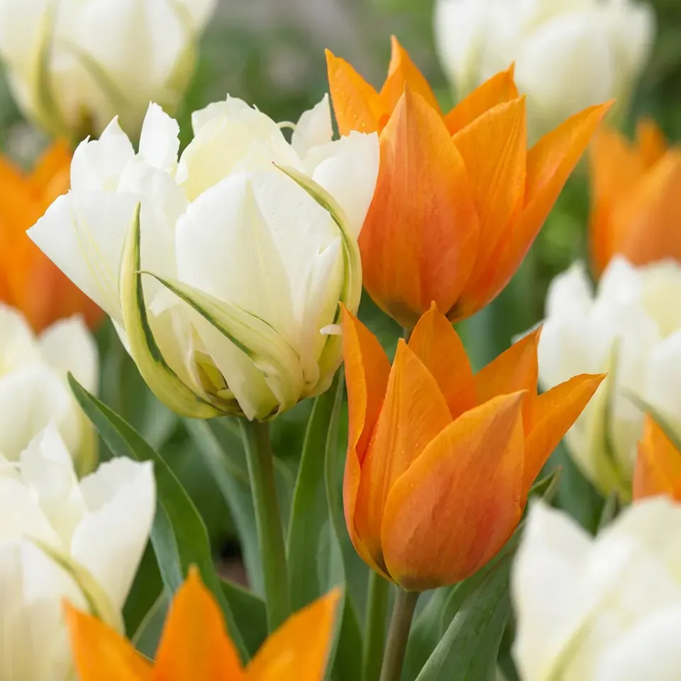 Plant and Stories Sunbath tulipe jaune 15 bulbes 11/12