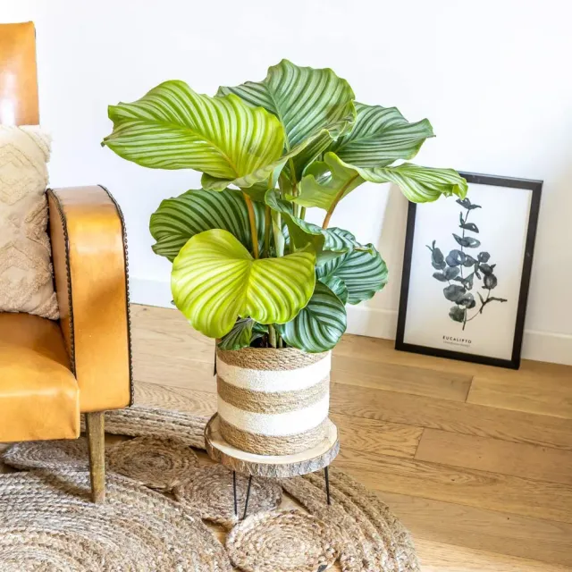 Réconciliation Végétale Anna calathea orbifolia plante mi-ombre
