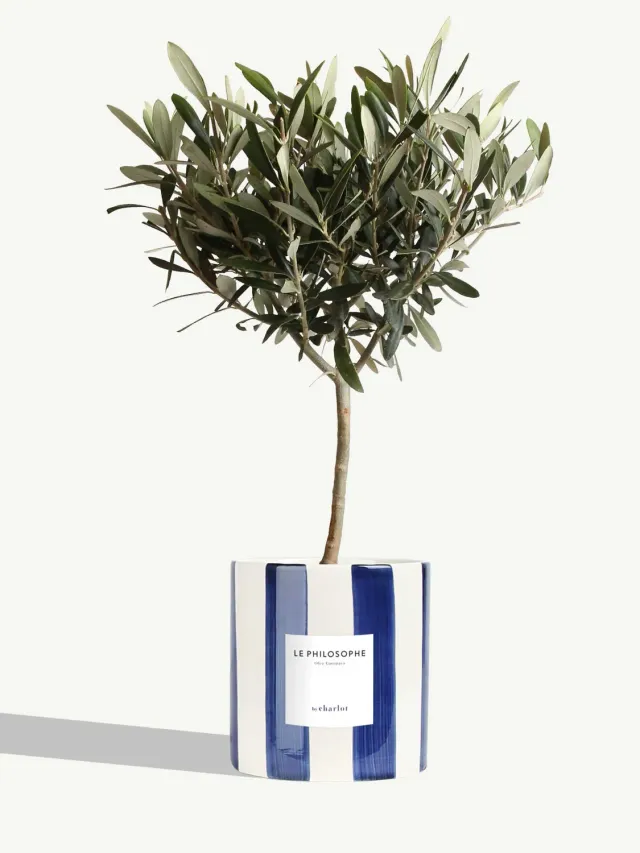 By Charlot Le Philosophe plante pot M olivier