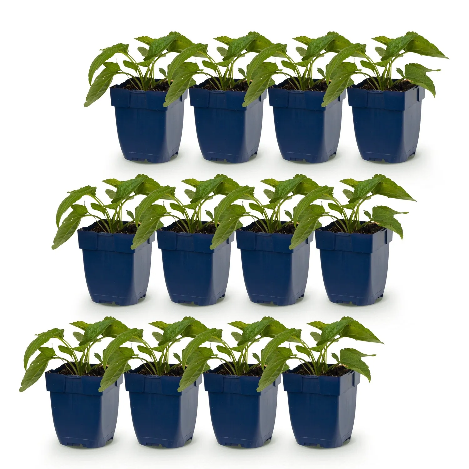 Plant and Stories Rudbeckie Goldsturm vivace pot 11 cm jaune