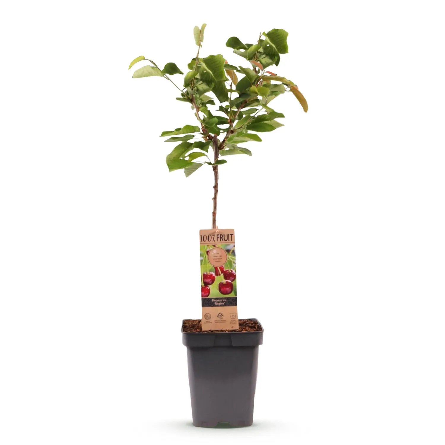 Plant and Stories cerisier Regina fruitier pot 21 cm