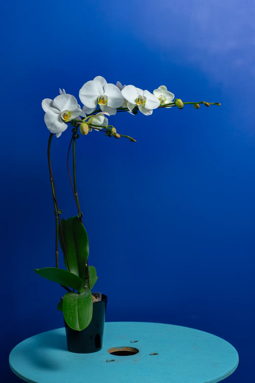 Orchidées de Prestige Brut Double orchidée blanche double hampe