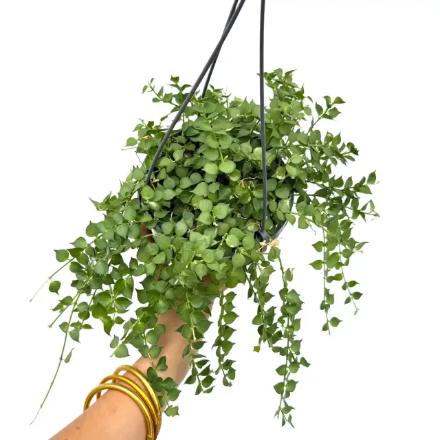 Plant and Stories Dischidia Ruscifolia plante pot 14 cm cœurs