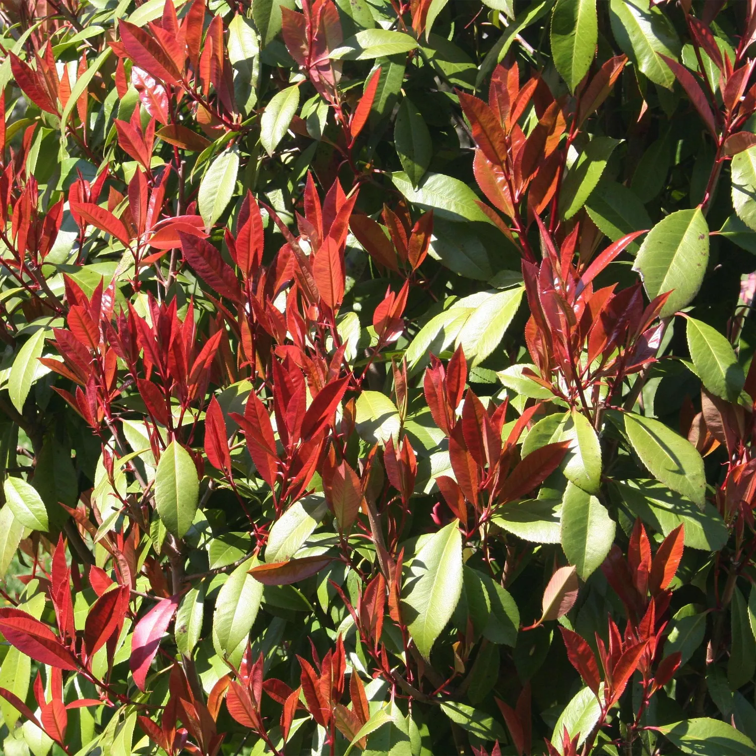 Plant and Stories Photinia Carre arbuste haie pot 19 cm persistant