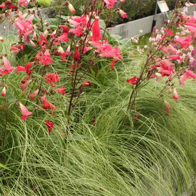 Plant and Stories Carex Frosted Curls laîche pot 17 cm ombre