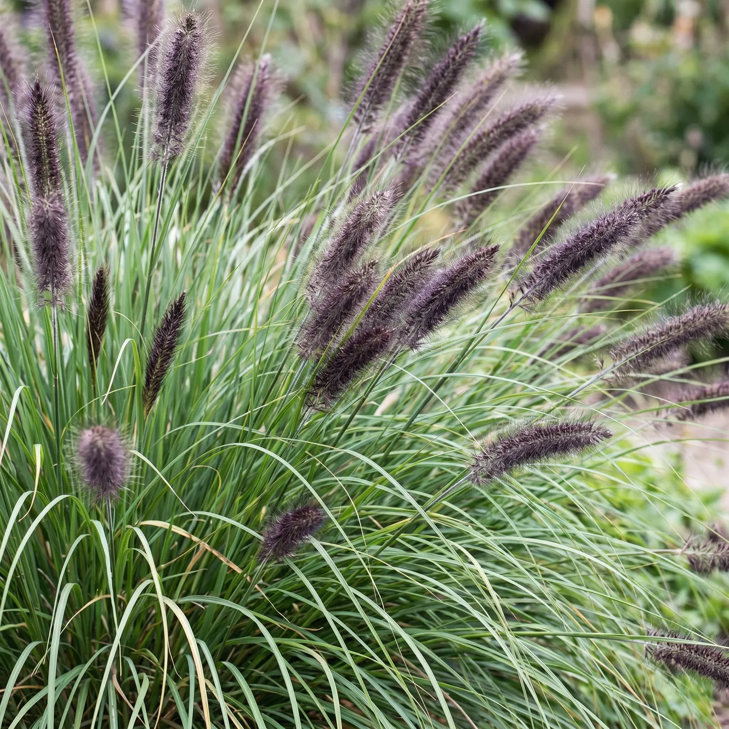 PLANT AND STORIES Herbe aux écouvillons Black Beauty graminée pot 11 cm 1 plant
