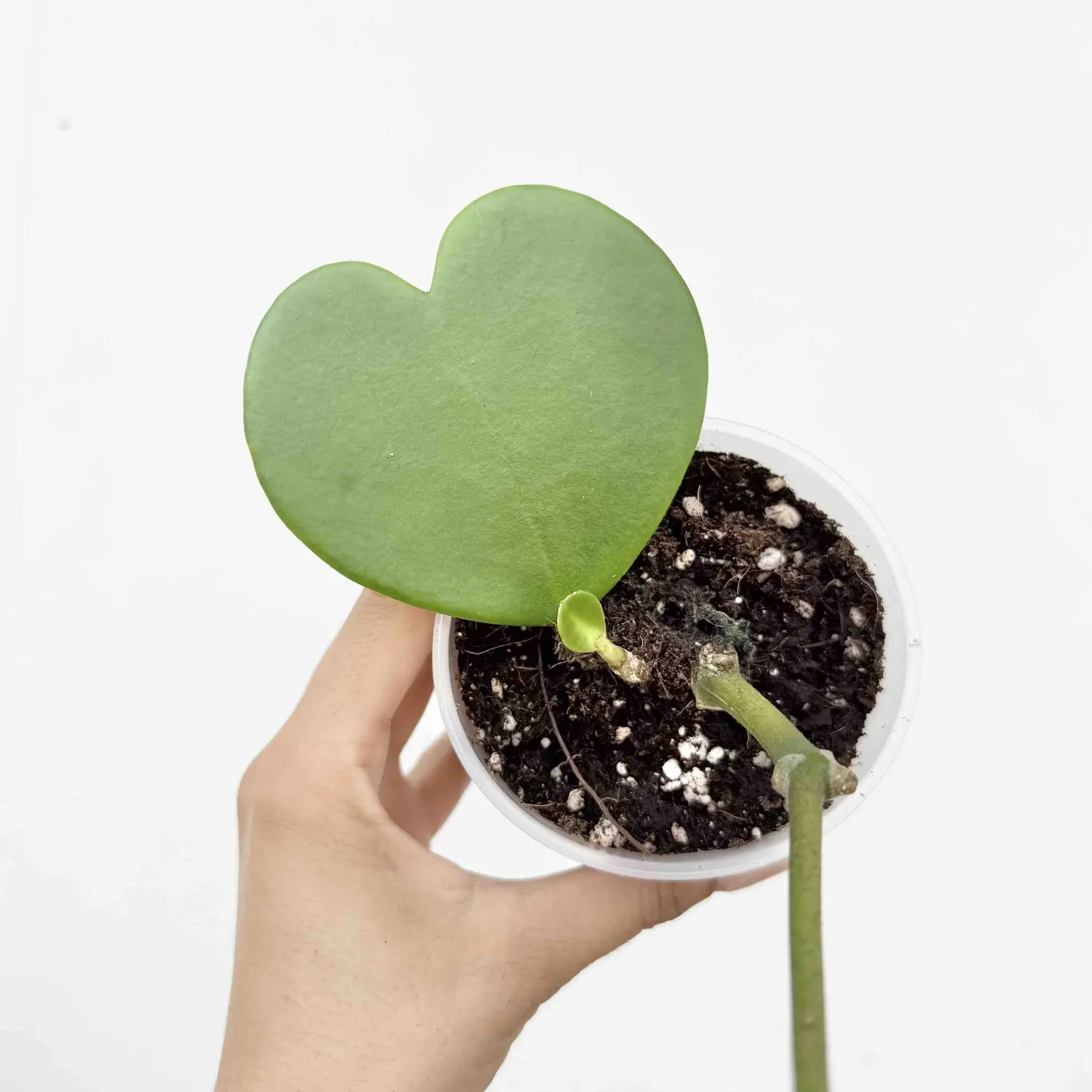 Plant and Stories Hoya Kerrii plante d’intérieur pot 6 cm cœur
