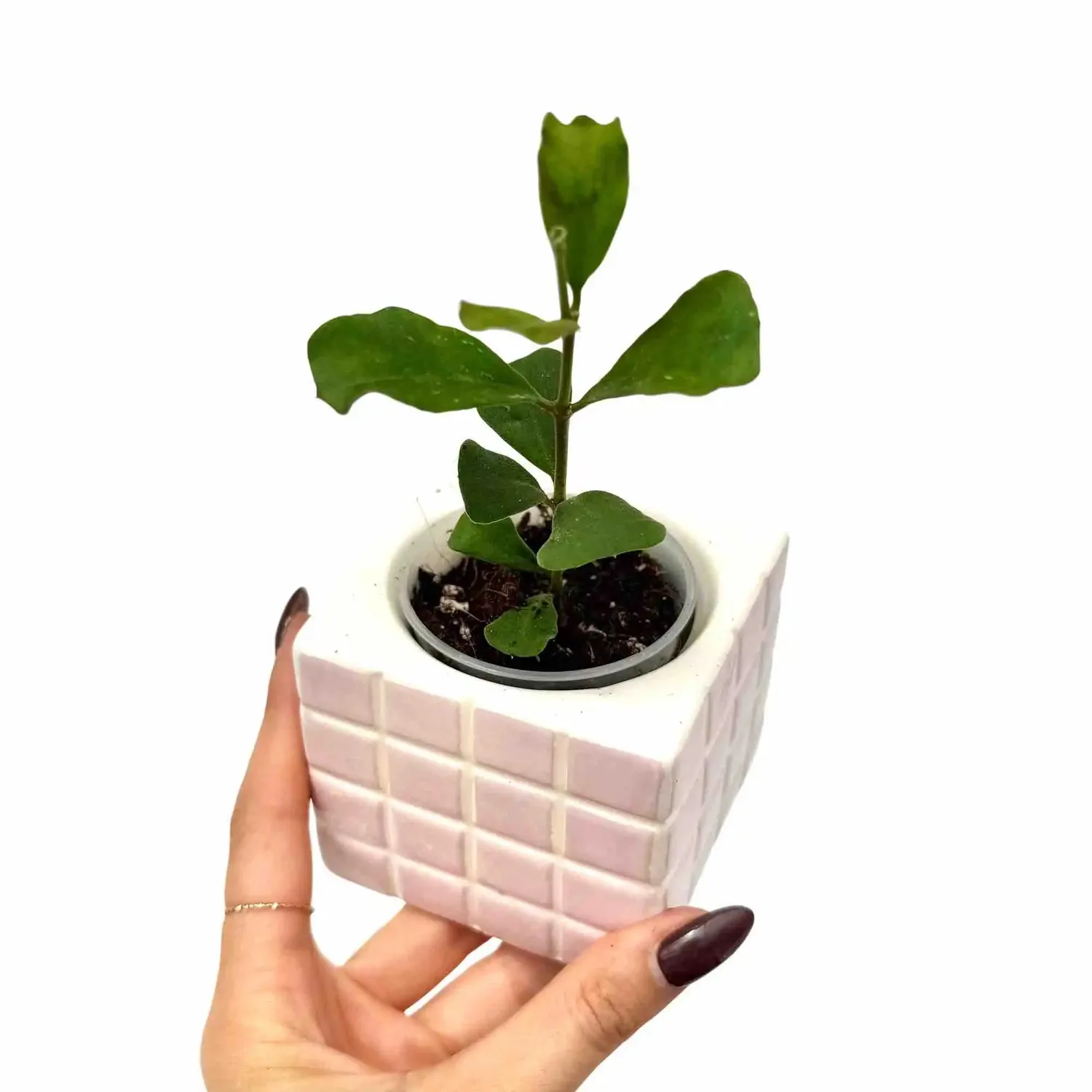 Plant and Stories Hoya Manipurensis plante d’intérieur pot 6cm