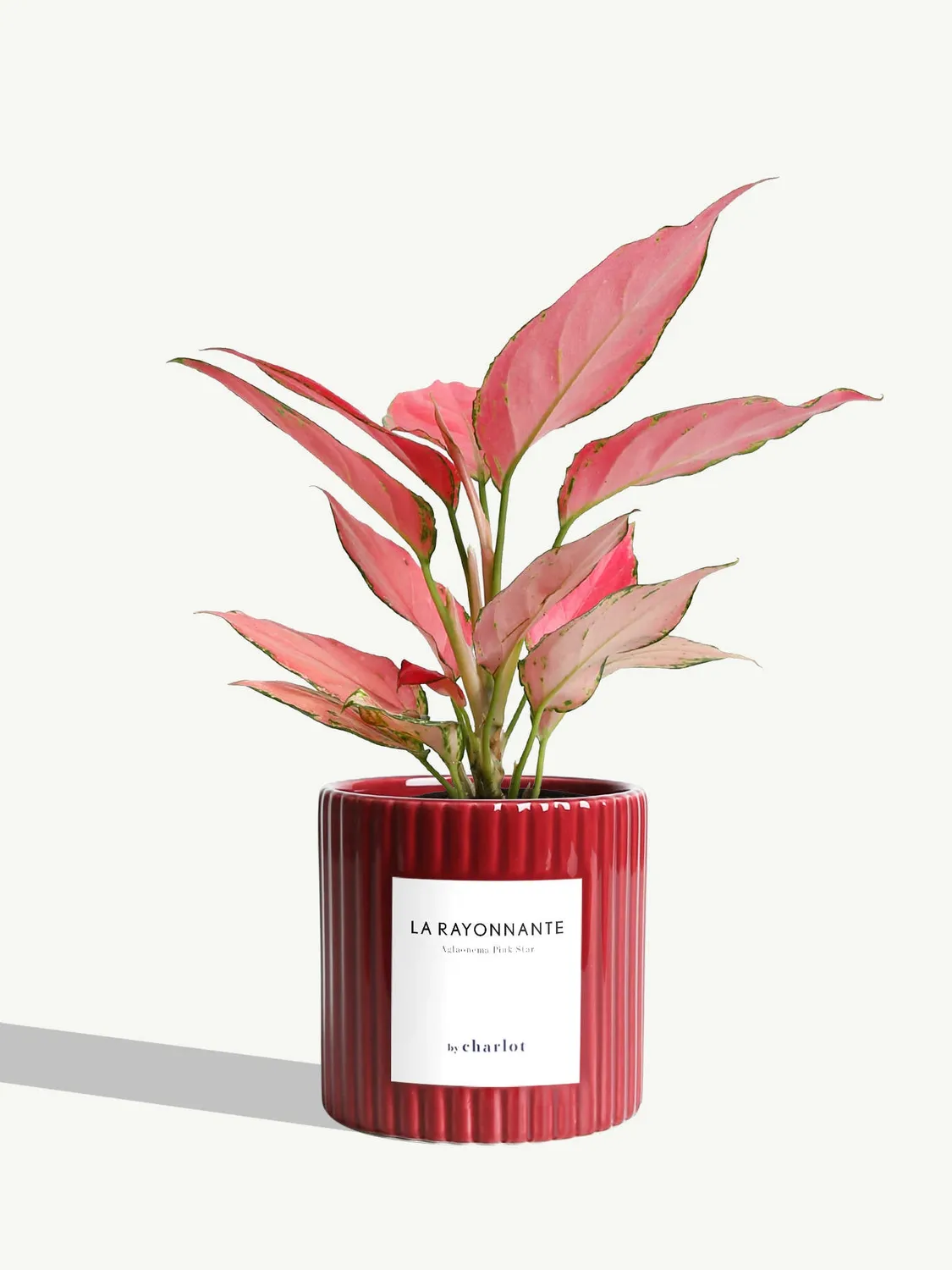 By Charlot La Rayonnante plante pot S aglaonema rose