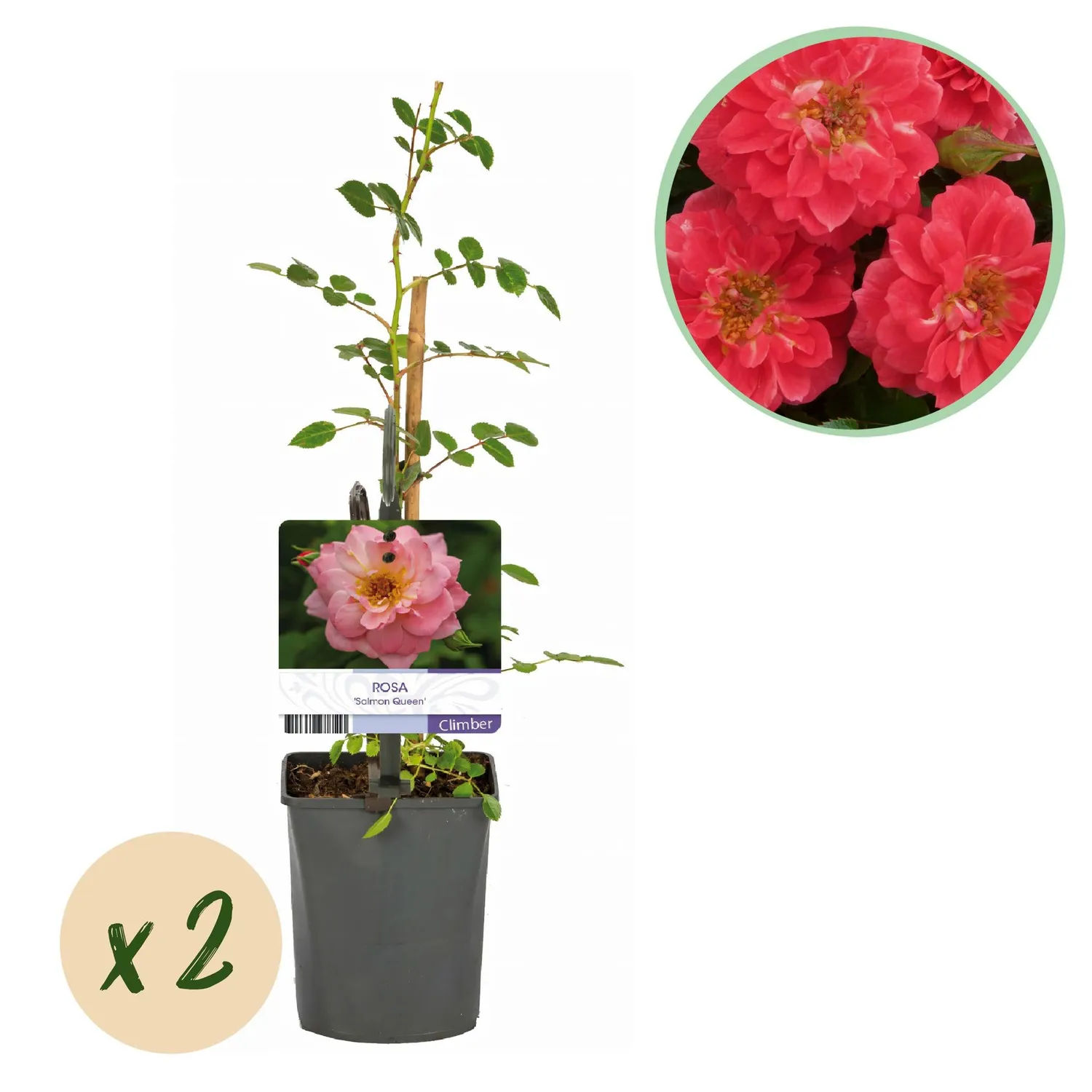 Plant and Stories Salmon Queen rosier grimpant lot 2 parfumé
