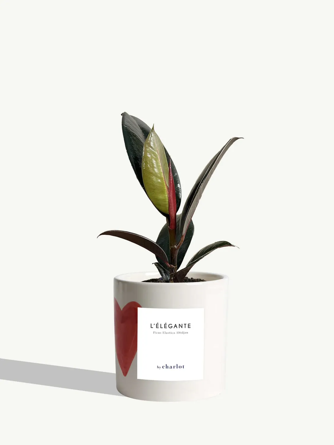 By Charlot L'Élégante plante verte facile