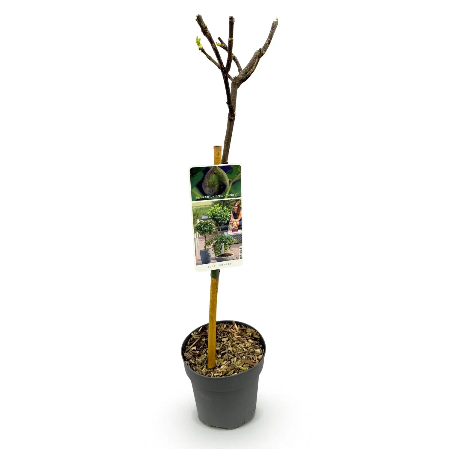 Plant and Stories Brown Turkey figuier fruitier pot 19 cm 90 cm
