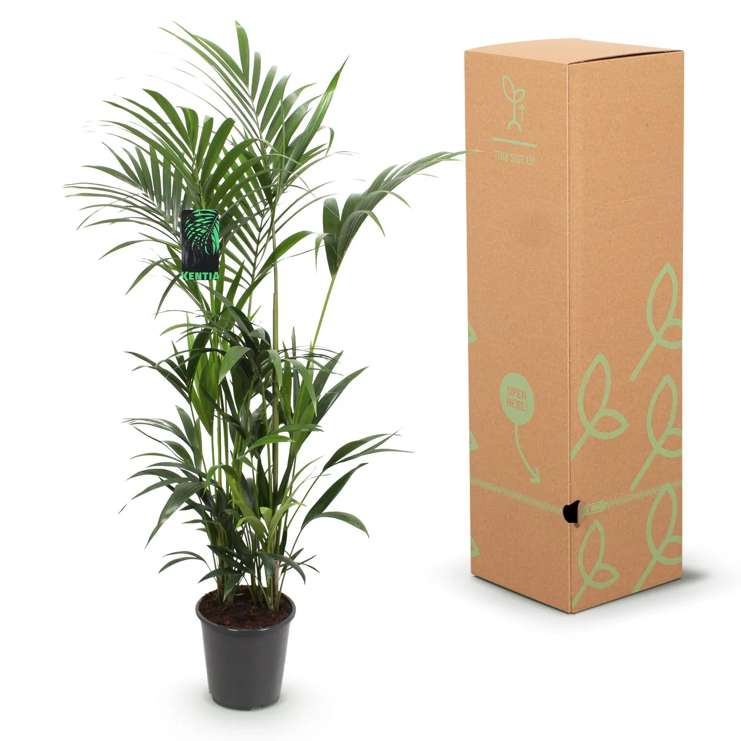 Plant and Stories Howea Kentia palmier pot 27cm 160-170cm ombre