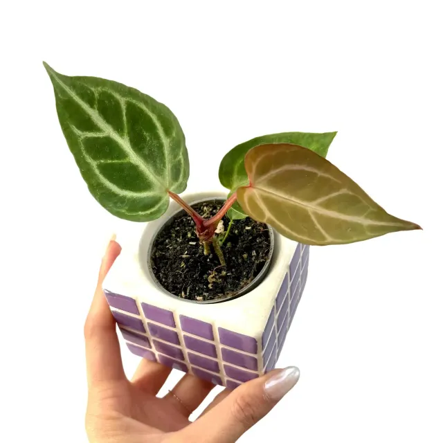 Plant and Stories Crystallinum anthurium pot 6 cm velours
