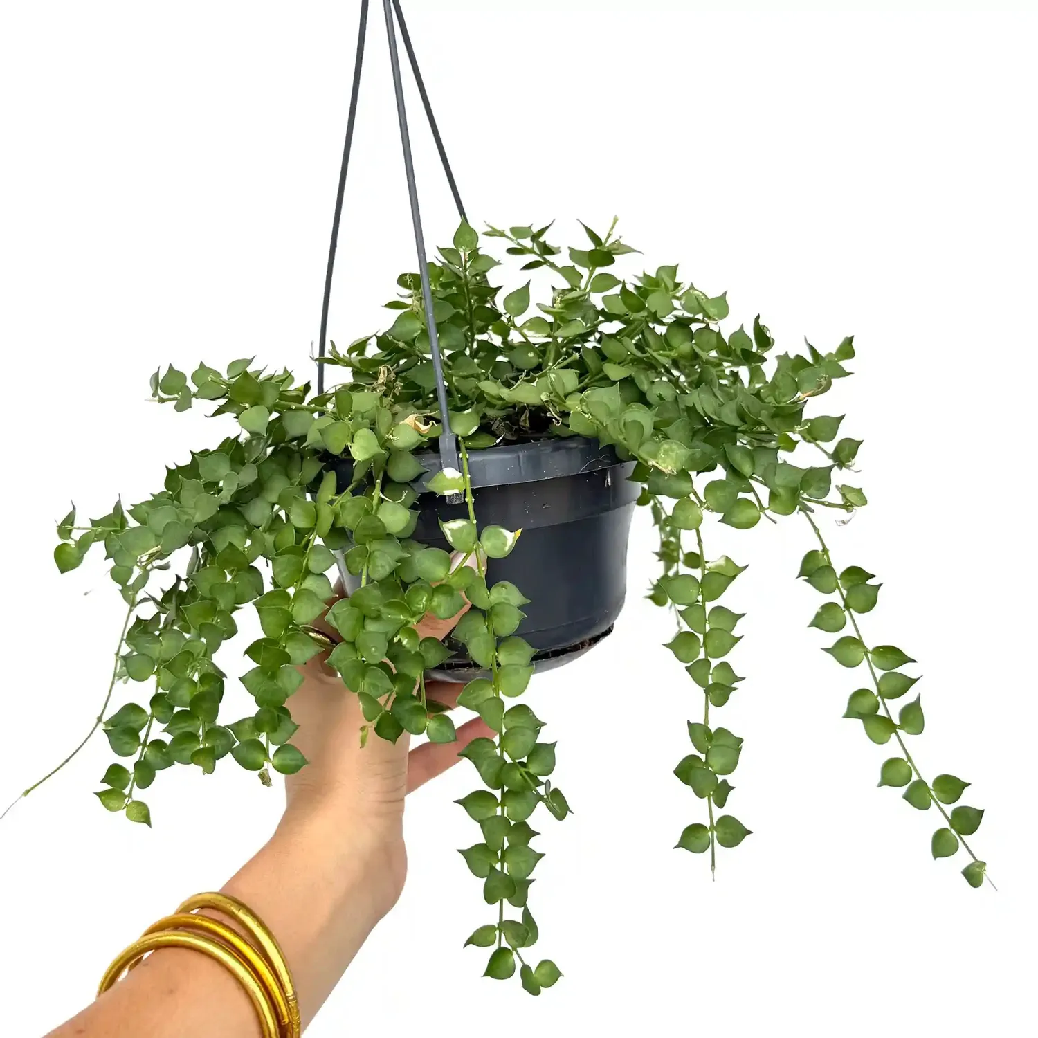 Plant and Stories Dischidia Ruscifolia plante pot 14 cm cœurs
