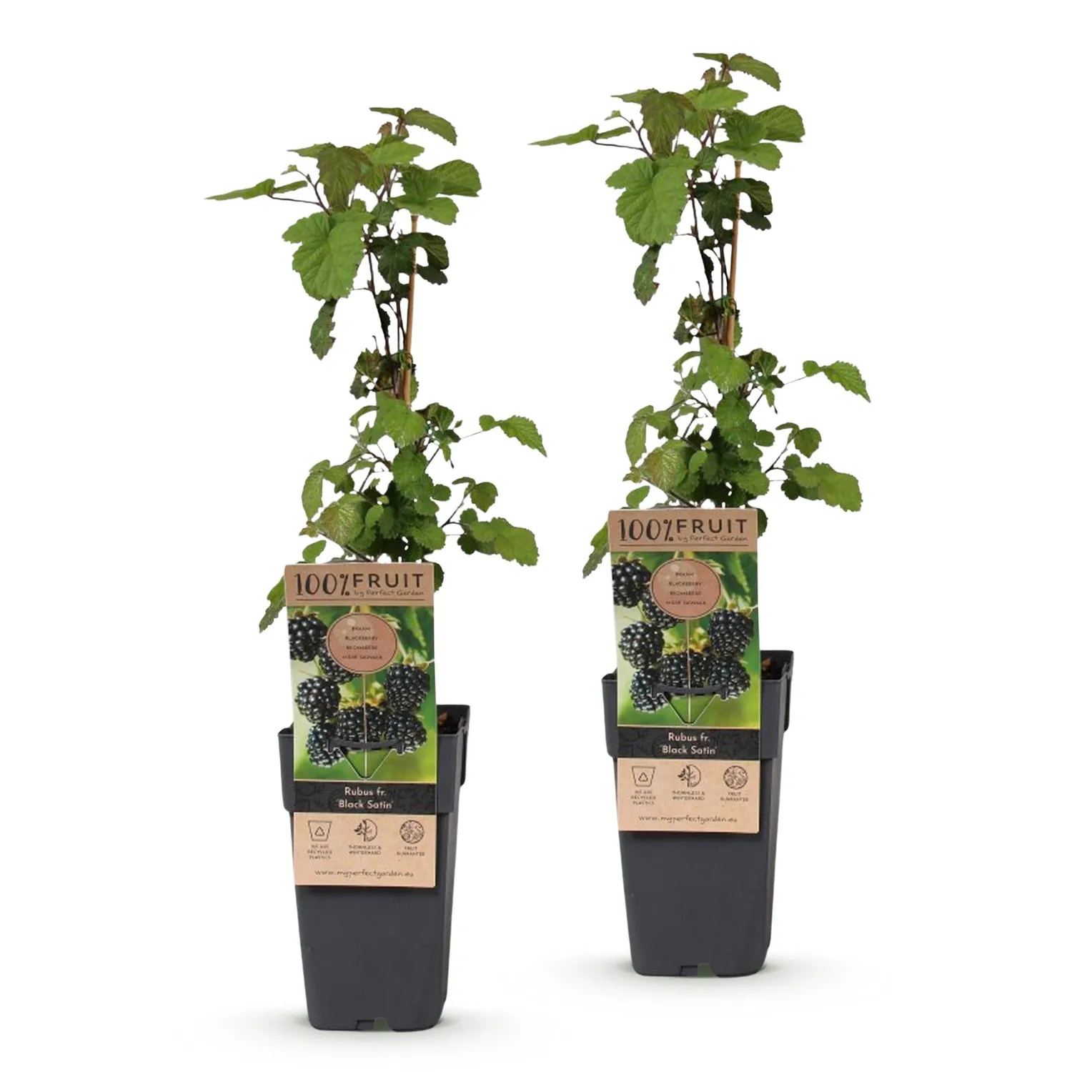 Plant and Stories Black Satin mûre ronce fruitière lot de 2