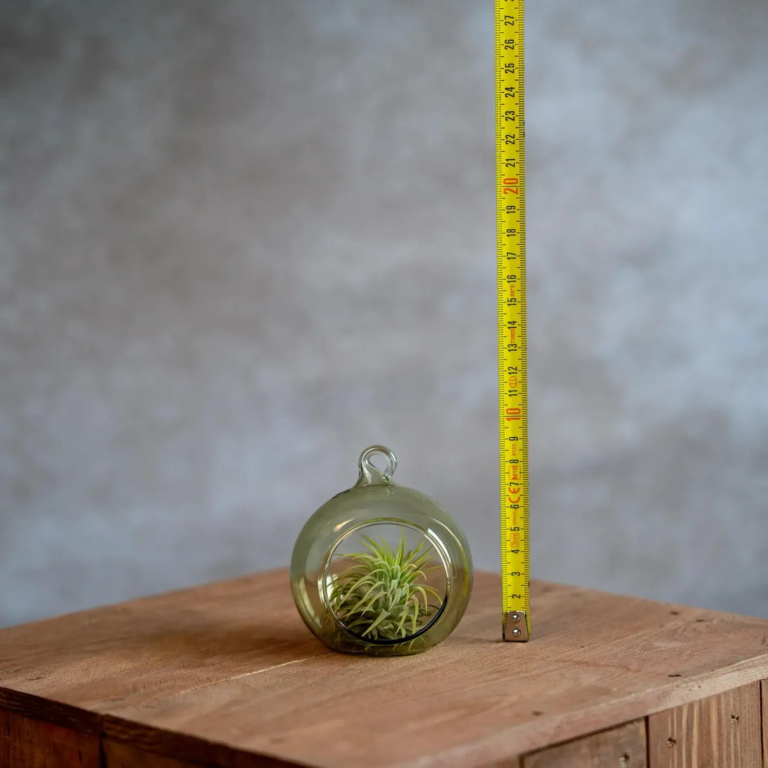Airplantshop boule en verre 8 cm plante aérienne tillandsia