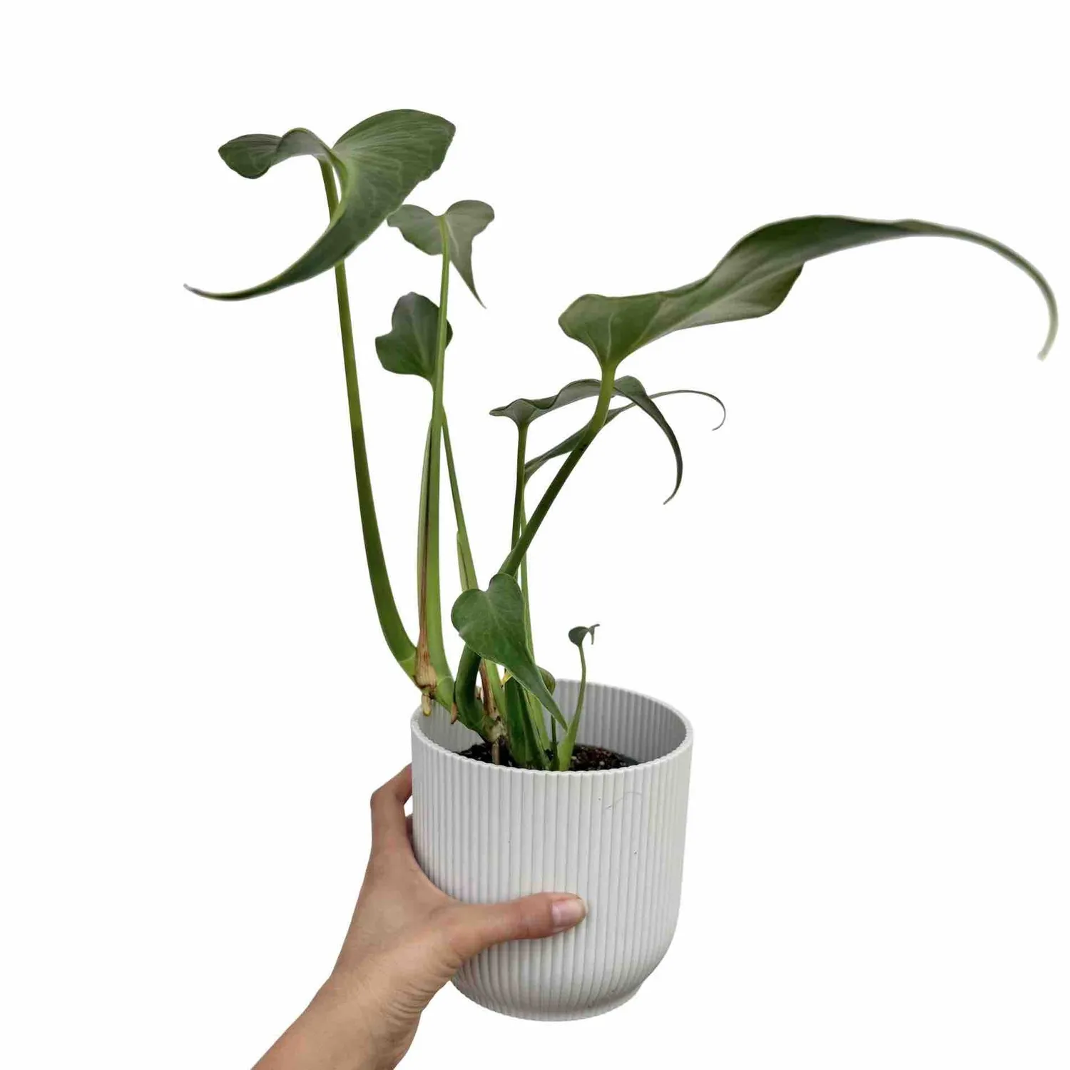 Plant and Stories Monstera Burle Marx Flame plante pot 6 cm découpée