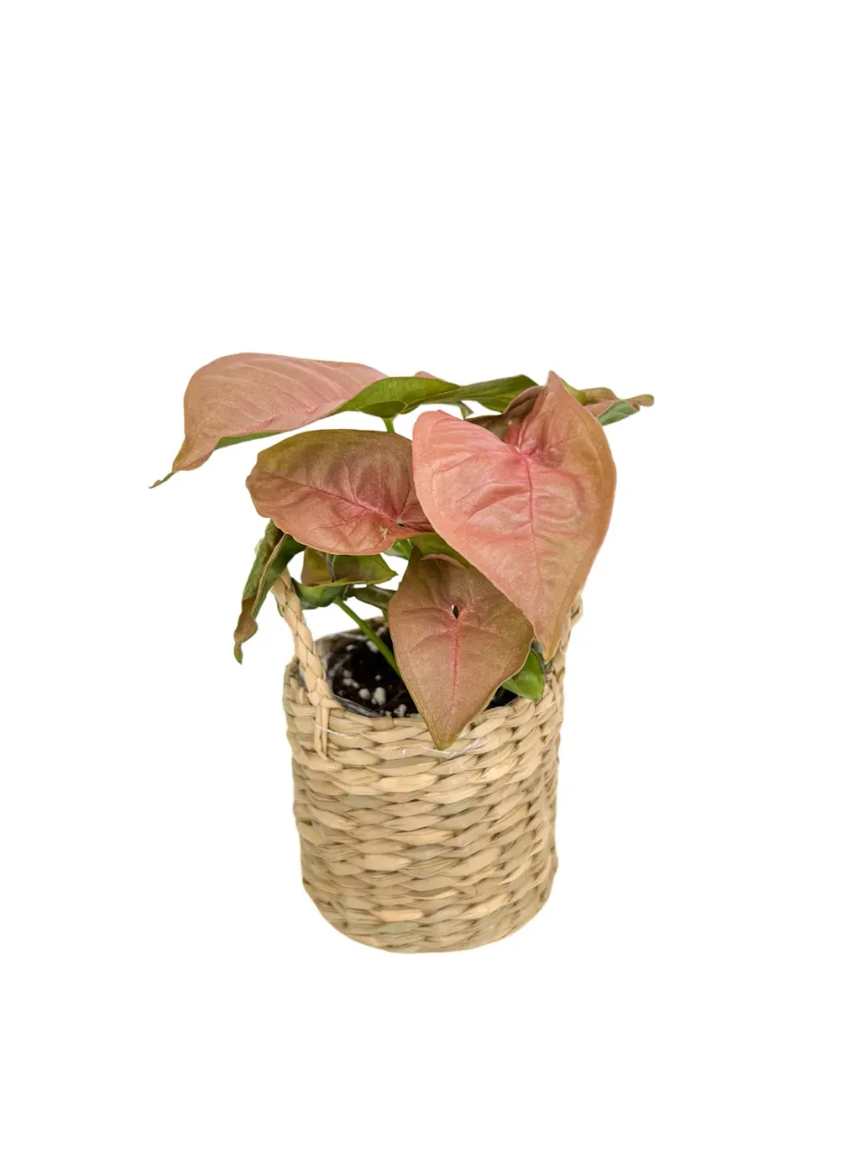Plant and Stories Syngonium Neon Robusta plante rose osier