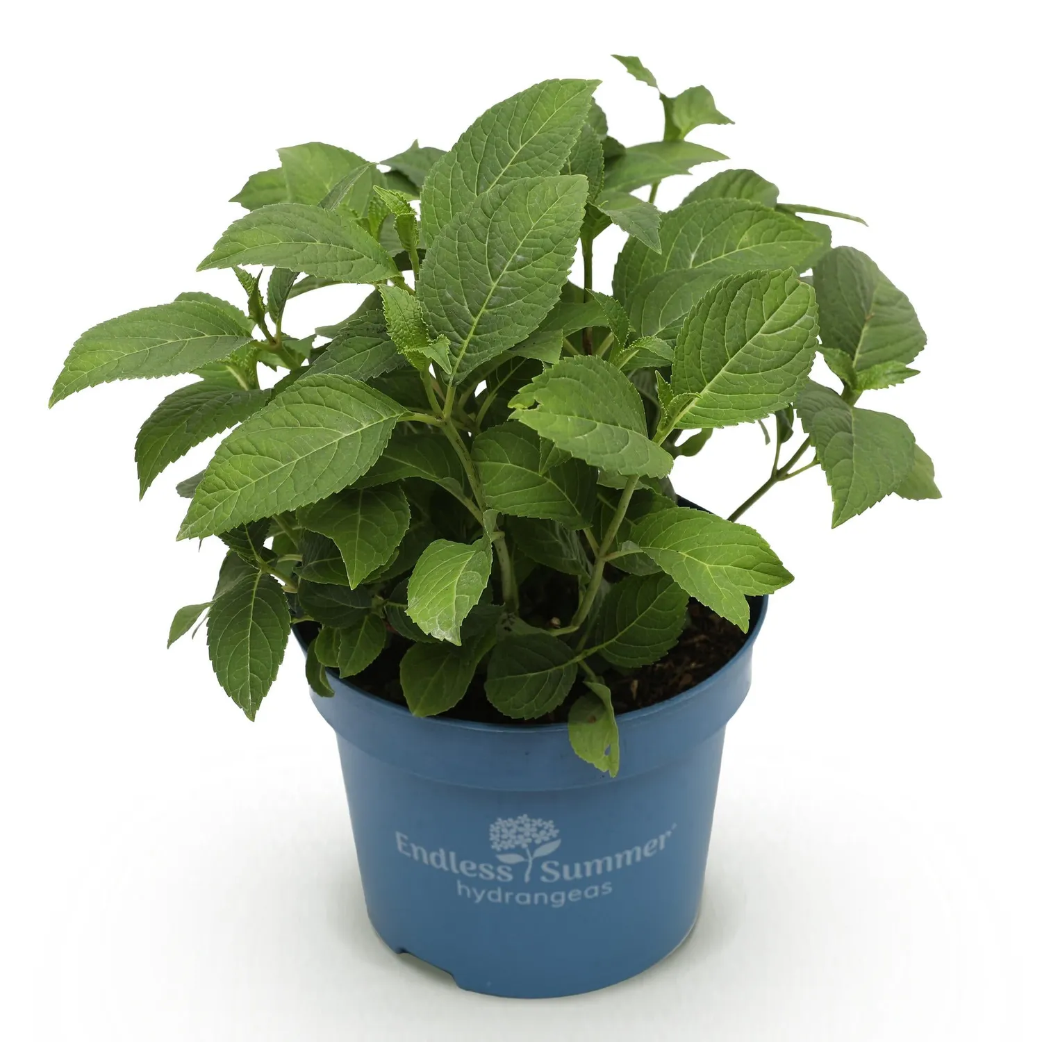 Plant and Stories Summer Love Red hortensia rouge 1 plant