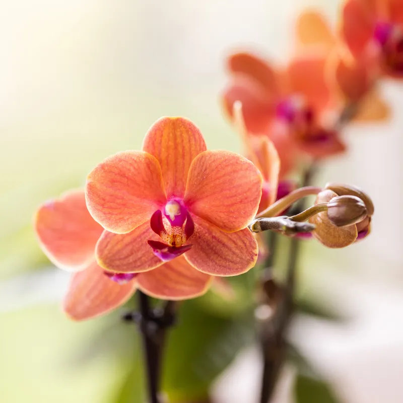 Plant and Stories Phalaenopsis Bolzano orchidée orange pot 9 cm lot 2