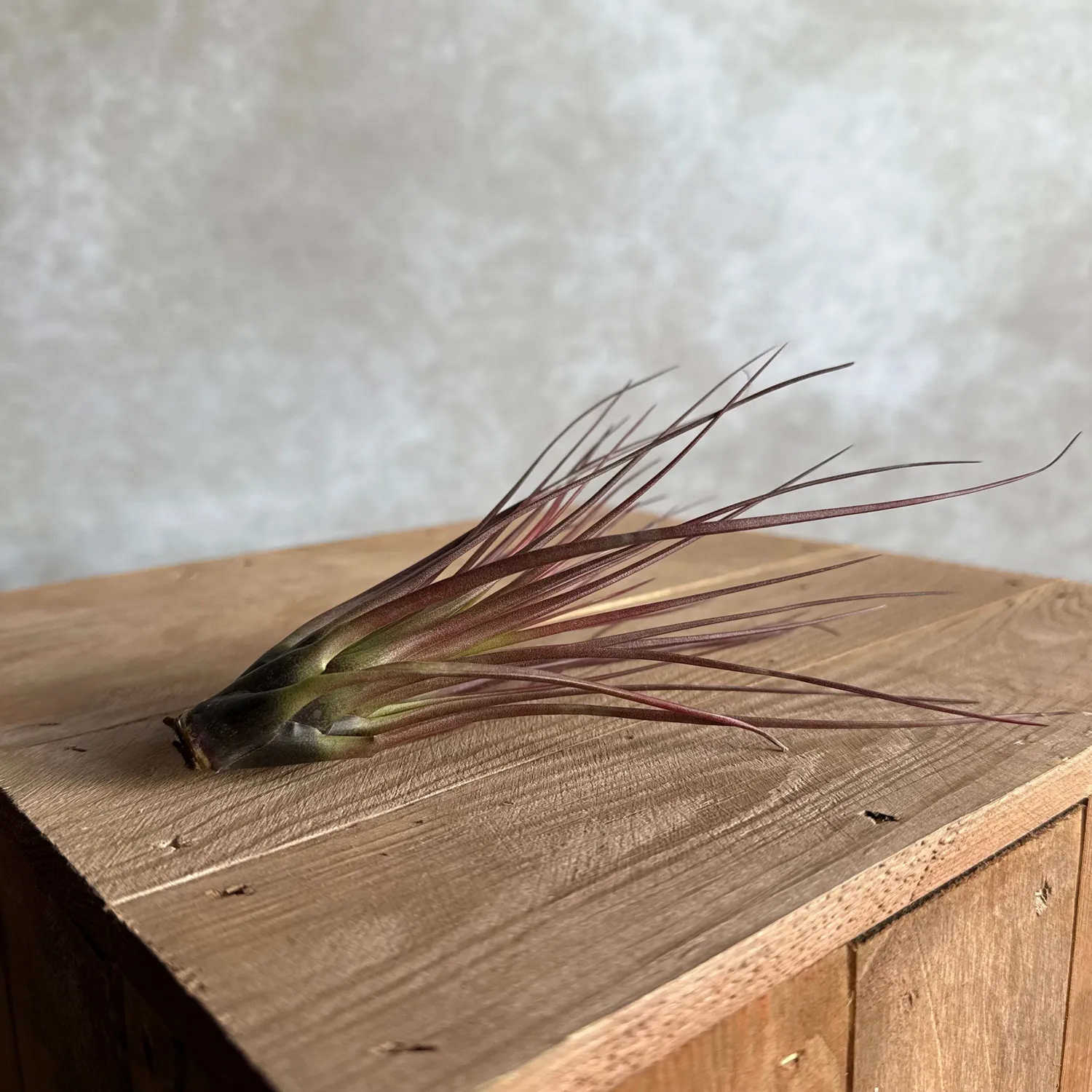 Airplantshop Tillandsia Melanocrater Large plante aérienne 15 cm