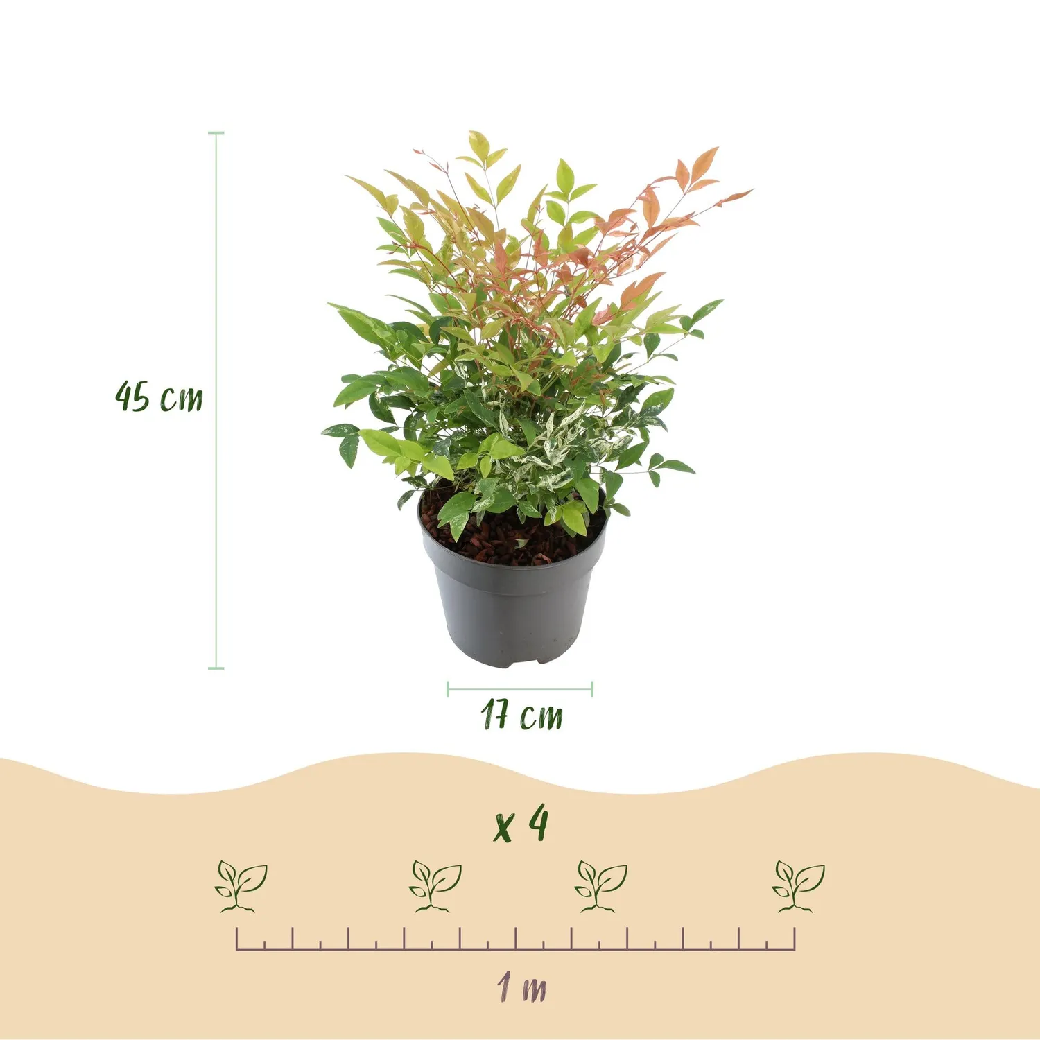 Plant and Stories Nandina Twilight bambou sacré pot 17 cm panaché