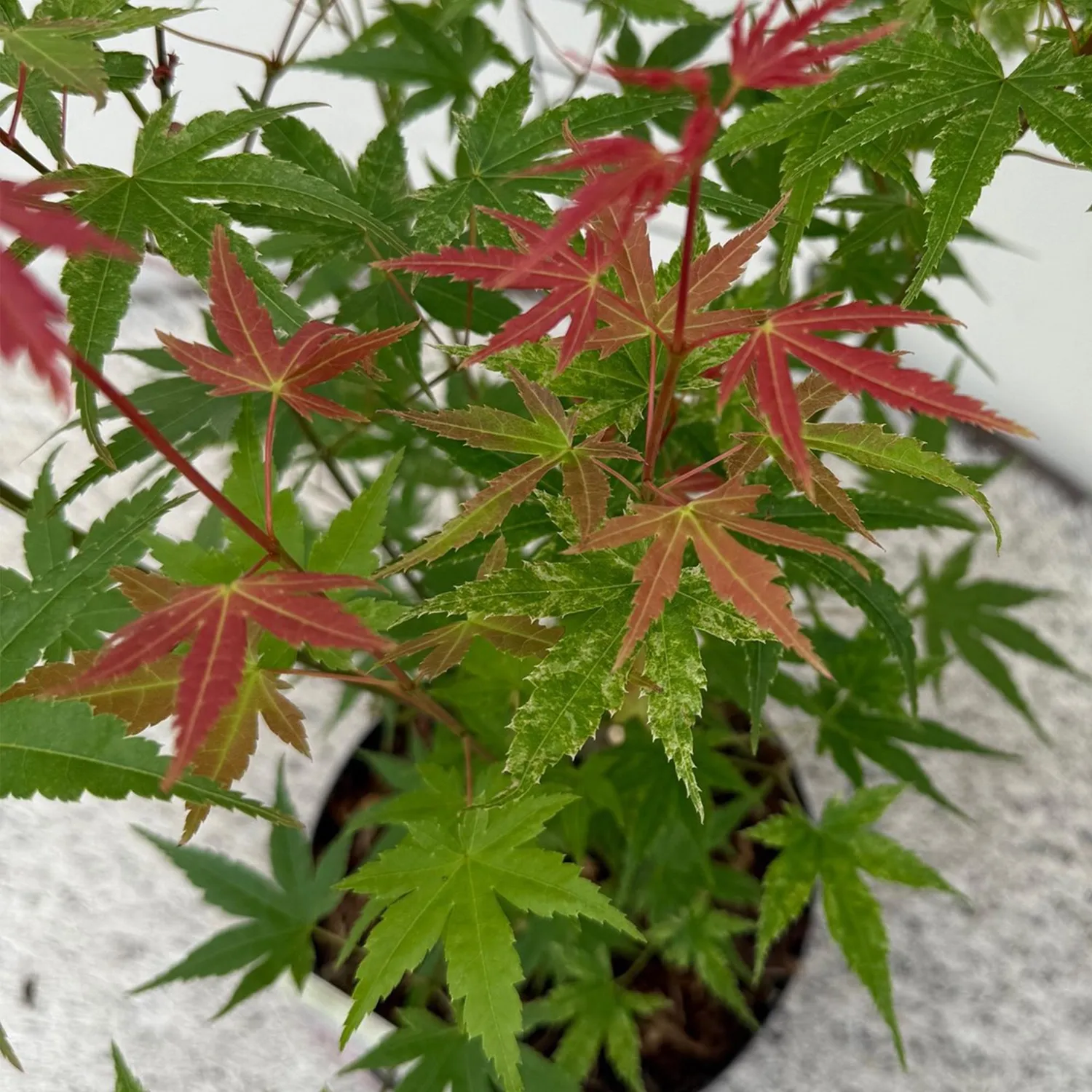 Plant and Stories Phoenix érable du Japon 70 cm pot 19 cm