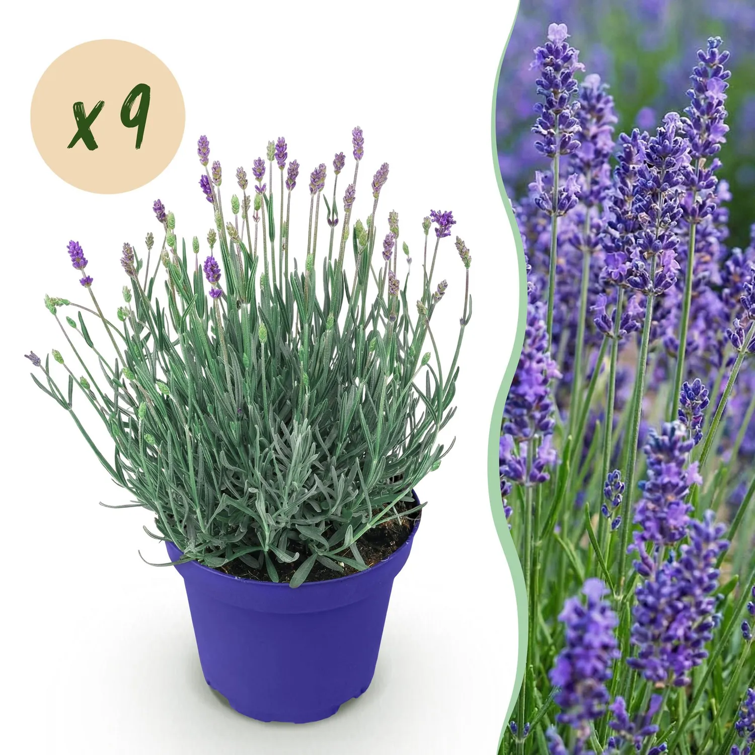 Plant and Stories Hidcote lavande pot 12 cm 1 plant rustique