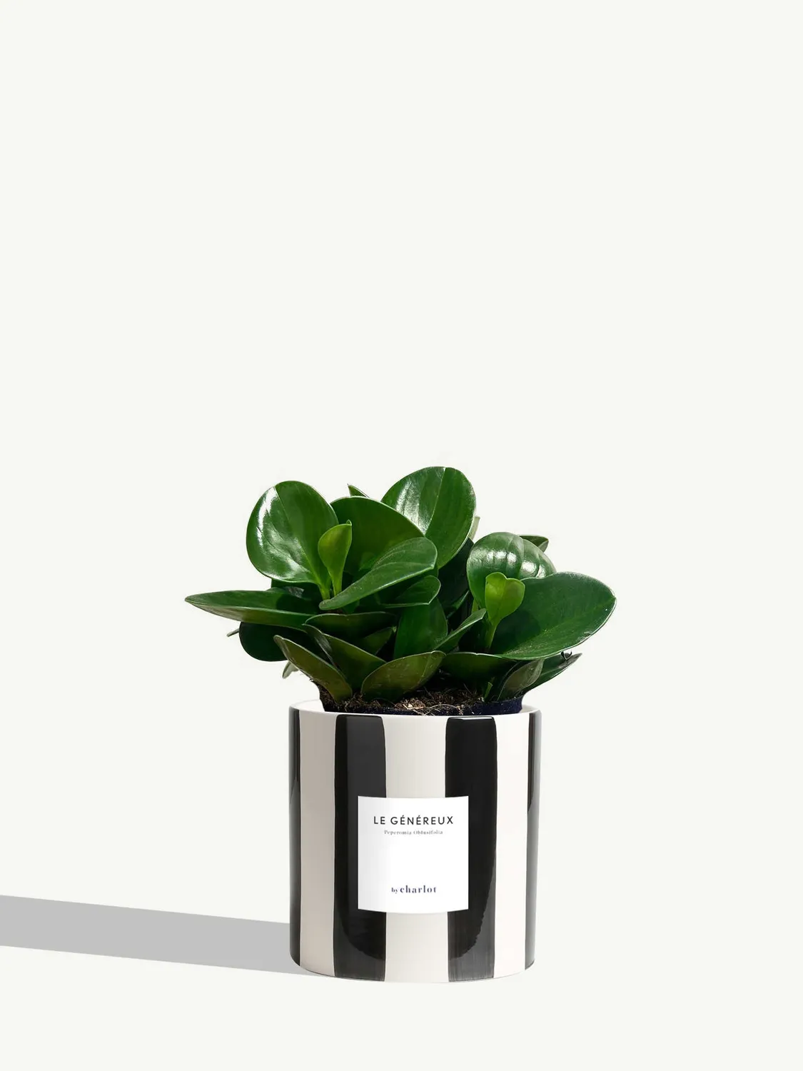 By Charlot Le Généreux peperomia plante pot 14 cm