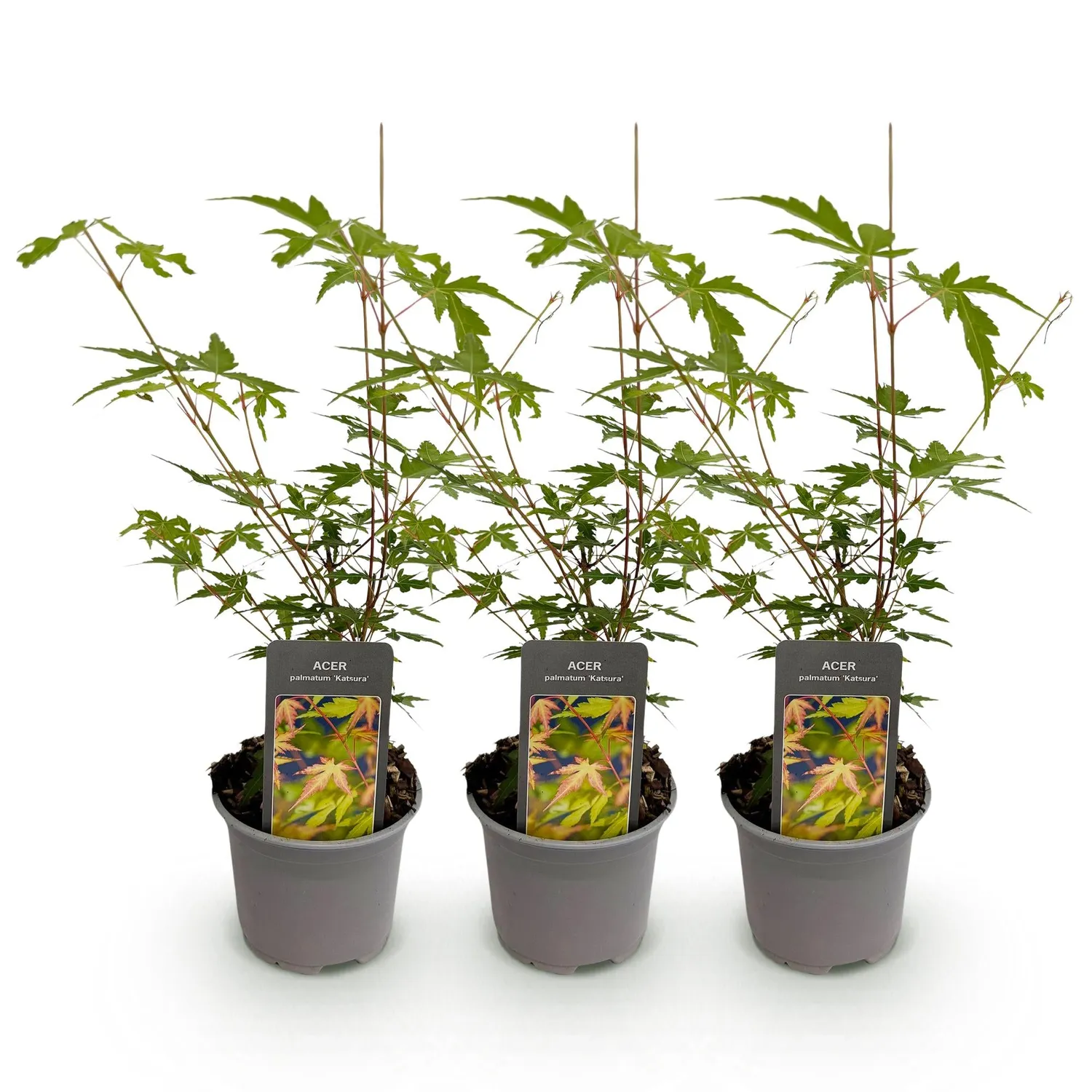 Plant and Stories Érable Sangokaku arbuste 1 plant 35 cm