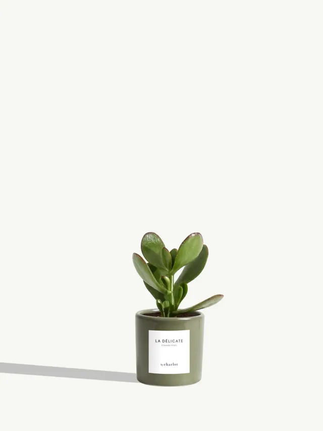 By Charlot La Délicate miniature Crassula pot 6 cm